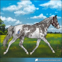 Horse Color:Silver Black Sabino Tobiano 