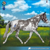Horse Color:Silver Black Sabino Tobiano