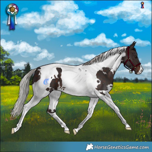 Horse Color:White Spotted Silver Brown Tobiano