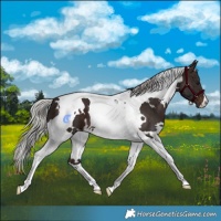 Horse Color:White Spotted Silver Brown Tobiano 