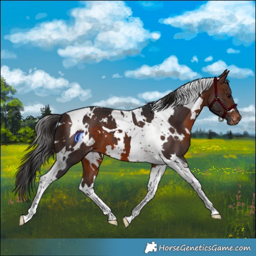 Horse Color:White Spotted Brown Tobiano Appaloosa 