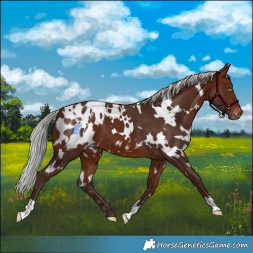Horse Color:White Spotted Silver Bay Appaloosa