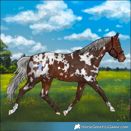 Horse Color:White Spotted Silver Bay Appaloosa 