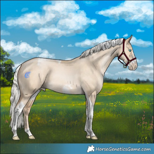 Horse Color:Silver Buckskin Pearl Dun Tobiano Frame Appaloosa 