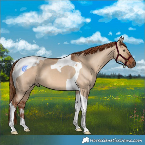 Horse Color:Red Dun Tobiano 