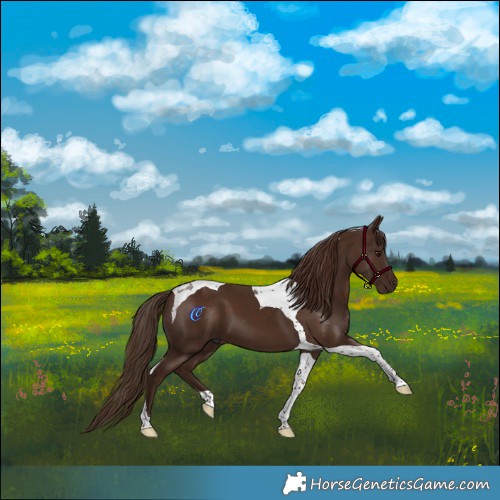 Horse Color:Liver Chestnut Tobiano 
