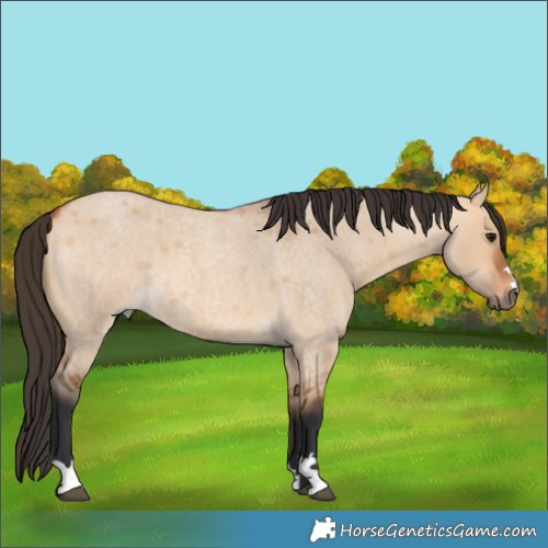 Horse Color:Bay Roan Dun 