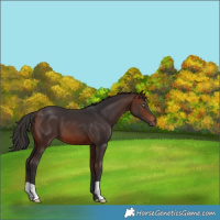 Horse Color:Brown 