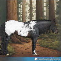 Horse Color:Brown Near Fewspot
