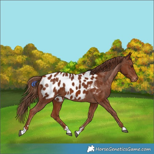 Horse Color:Chestnut Appaloosa