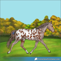 Horse Color:Chestnut Appaloosa