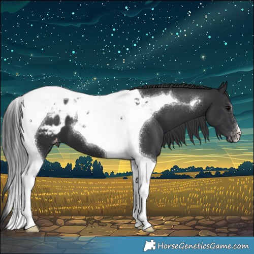 Horse Color:Black Tobiano Blanket 