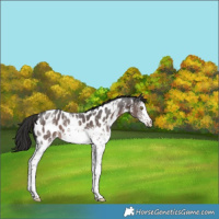 Horse Color:White Spotted Liver Chestnut Sabino Near Leopard