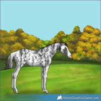 Horse Color:Liver Chestnut Sabino