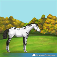 Horse Color:Liver Chestnut Frame Near Leopard 