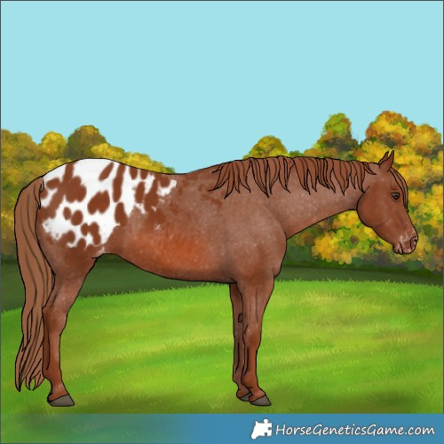 Horse Color:Chestnut Appaloosa 