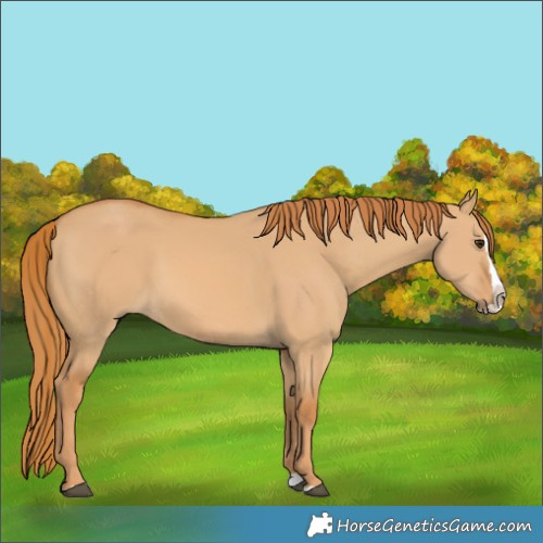 Horse Color:Red Dun Splash 