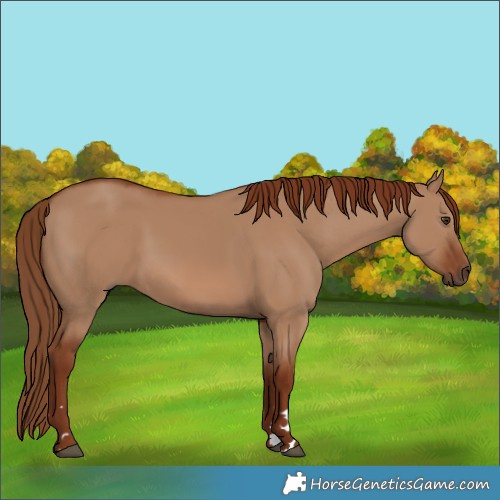 Horse Color:Red Dun Rabicano 