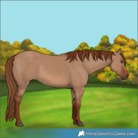 Horse Color:Red Dun Rabicano