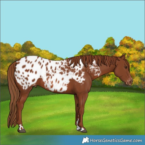 Horse Color:Chestnut Appaloosa 