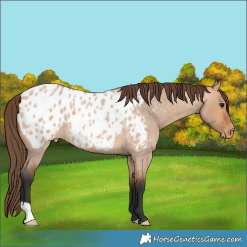 Horse Color:Bay Roan Dun Appaloosa