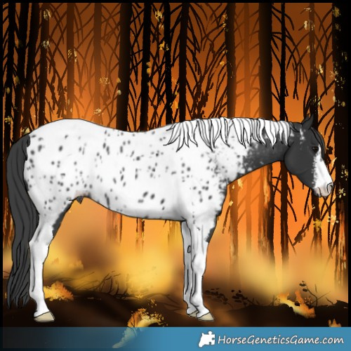 Horse Color:White Spotted Black Tobiano Near Leopard Rabicano 