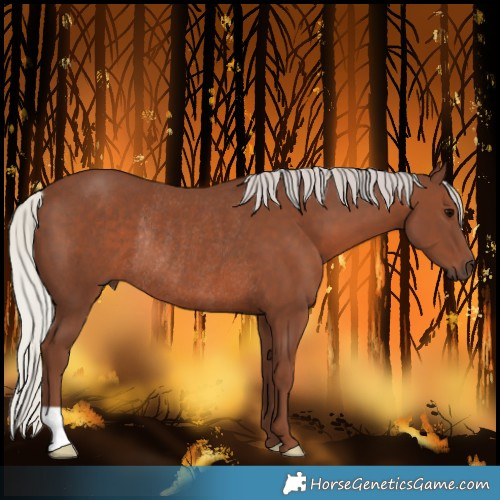 Horse Color:Silver Black Rabicano 
