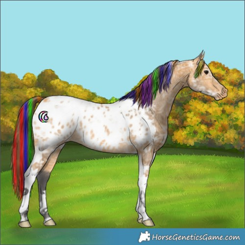 Horse Color:Painted Buckskin Ice Tobiano Appaloosa 