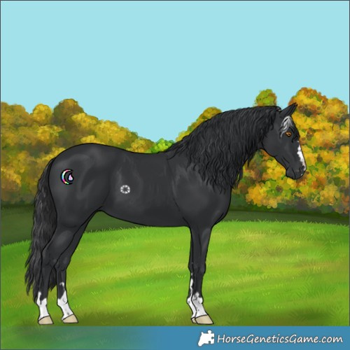 Horse Color:Black 