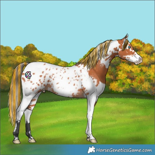 Horse Color:Painted Bay Splash Tobiano Appaloosa 