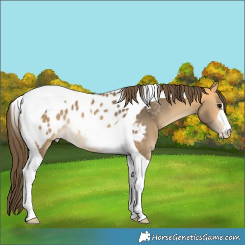 Horse Color:Buckskin Tobiano Appaloosa 