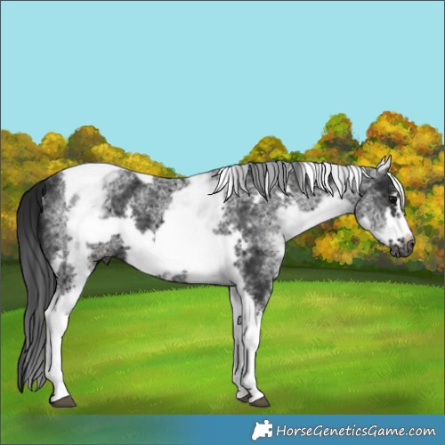 Horse Color:Gray White Spotted Smoky Black Tobiano Frame 