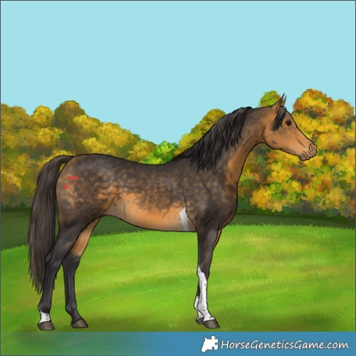Horse Color:Buckskin Tobiano 