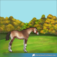 Horse Color:Bay Onyx 