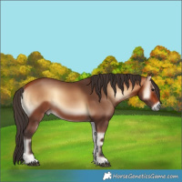 Horse Color:Bay Onyx