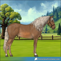 Horse Color:Chocolate Palomino 