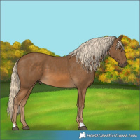 Horse Color:Chocolate Palomino 