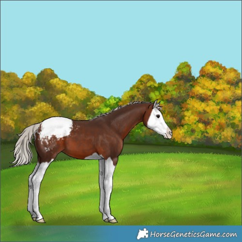Horse Color:Silver Brown Splash Appaloosa 