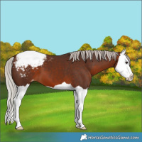 Horse Color:Silver Brown Splash Appaloosa
