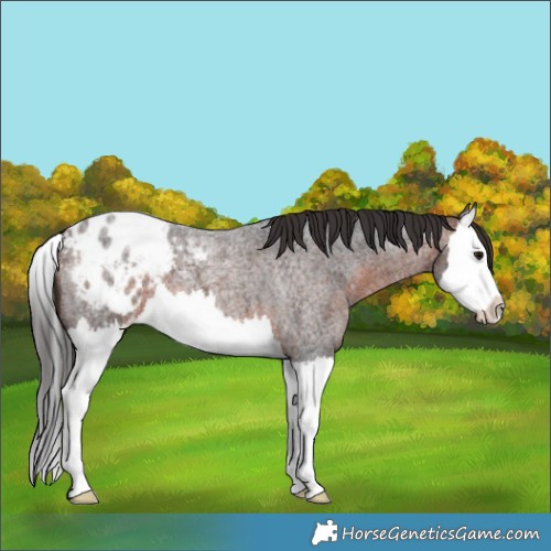 Horse Color:Brown Roan Splash Appaloosa 