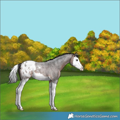 Horse Color:Brown Roan Splash Appaloosa 