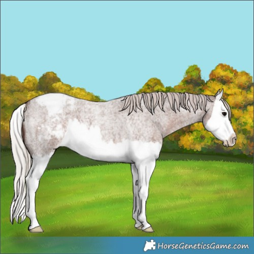 Horse Color:Silver Blue Roan Splash Appaloosa 