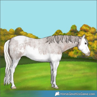 Horse Color:Silver Blue Roan Splash Varnish
