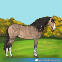 Horse Color:Bay Dun and Bay Dun