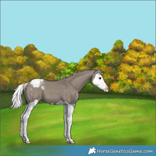 Horse Color:Silver Grullo Splash Appaloosa