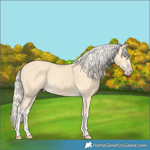 Horse Color:Gold Cream Champagne 