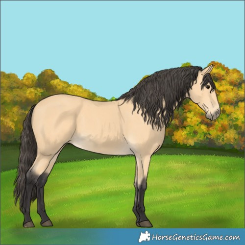 Horse Color:Buckskin 