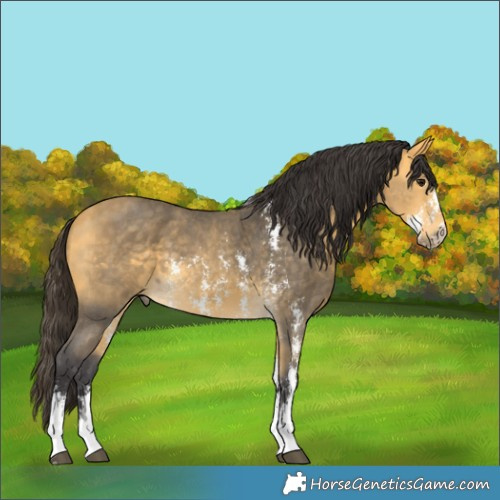 Horse Color:Buckskin Sabino 