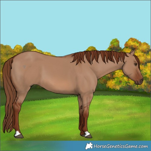 Horse Color:Red Dun 