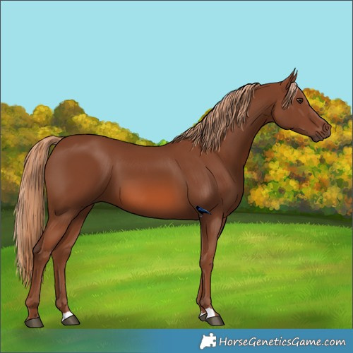 Horse Color:Chestnut 